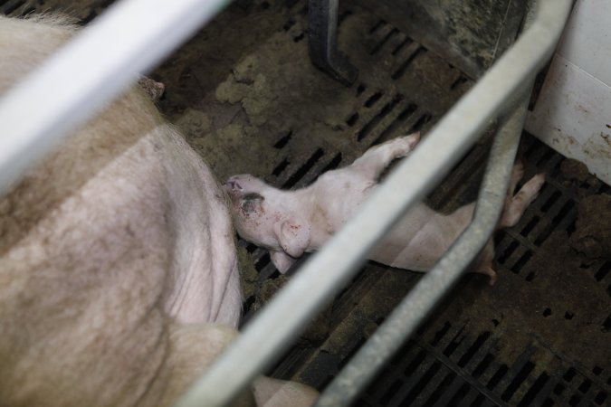 Farrowing crates at Mindarra Piggery WA