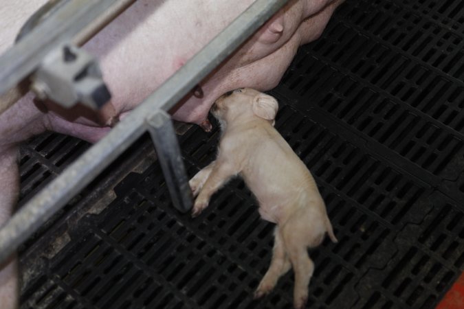 Farrowing crates at Mindarra Piggery WA