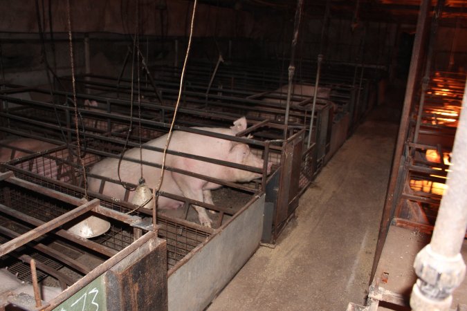 Farrowing crates at Willawa Piggery NSW