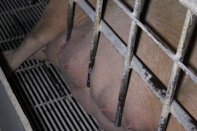 Farrowing crates at Huntly Piggery NSW