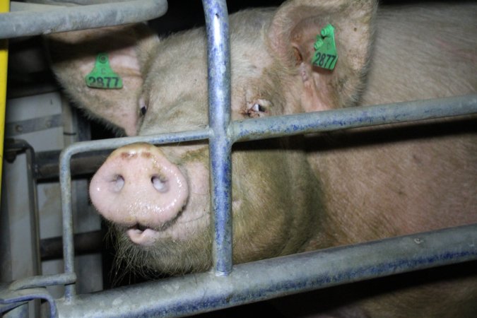Farrowing crates at Girgarre Piggery VIC