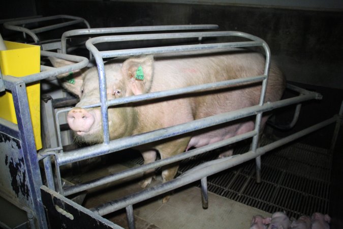 Farrowing crates at Girgarre Piggery VIC