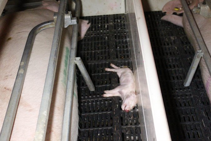 Farrowing crates at Sheaoak Piggery SA