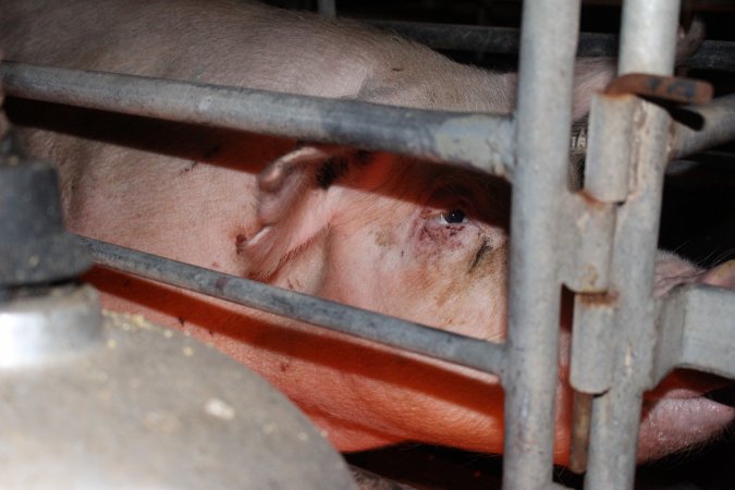 Farrowing crates at Wasleys Piggery SA