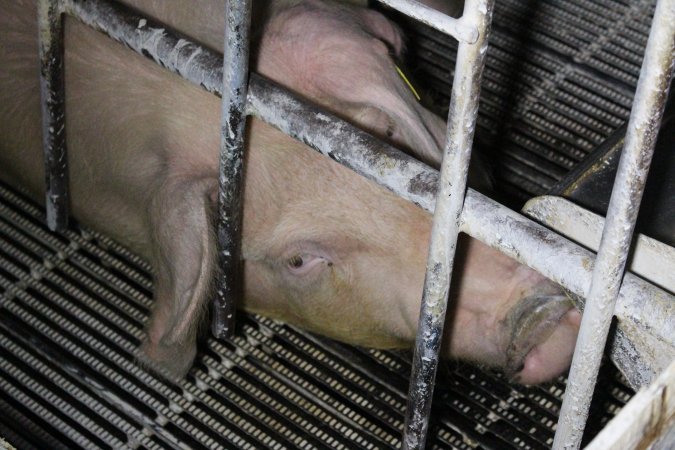 Farrowing crates at Huntly Piggery NSW