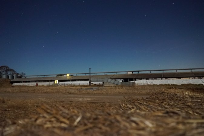 Piggery sheds outside at night