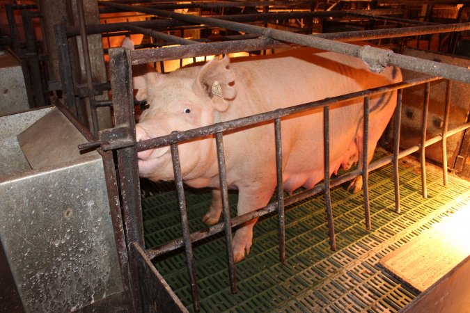 Farrowing crates at Bungowannah Piggery NSW