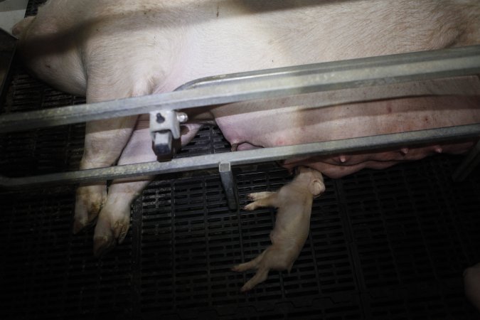 Farrowing crates at Mindarra Piggery WA