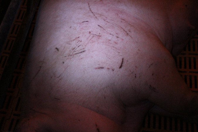 Sow with cuts and scratches