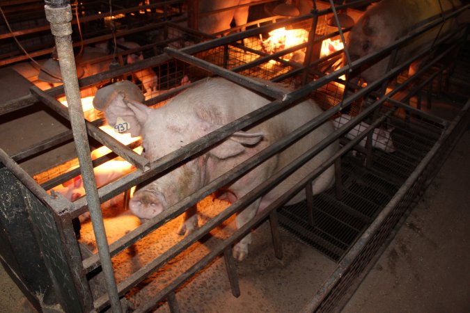 Farrowing crates at Willawa Piggery NSW