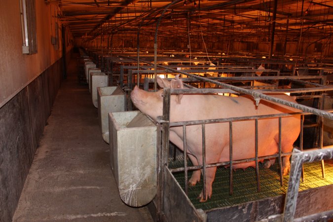 Farrowing crates at Bungowannah Piggery NSW