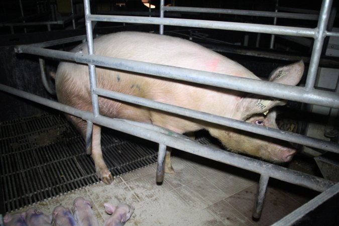 Farrowing crates at Girgarre Piggery VIC