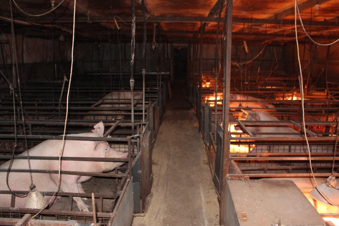 Farrowing crates at Willawa Piggery NSW