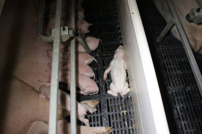 Farrowing crates at Sheaoak Piggery SA