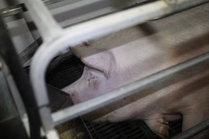 Farrowing crates at Mindarra Piggery WA