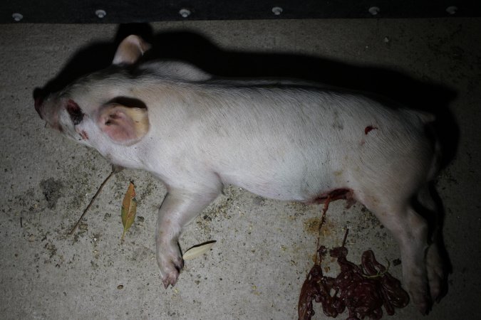 Dead piglet with eye and guts gouged out