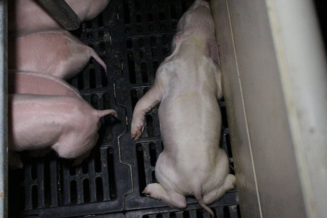 Farrowing crates at Sheaoak Piggery SA