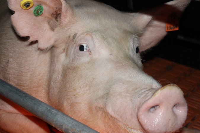 Farrowing crates at Wasleys Piggery SA