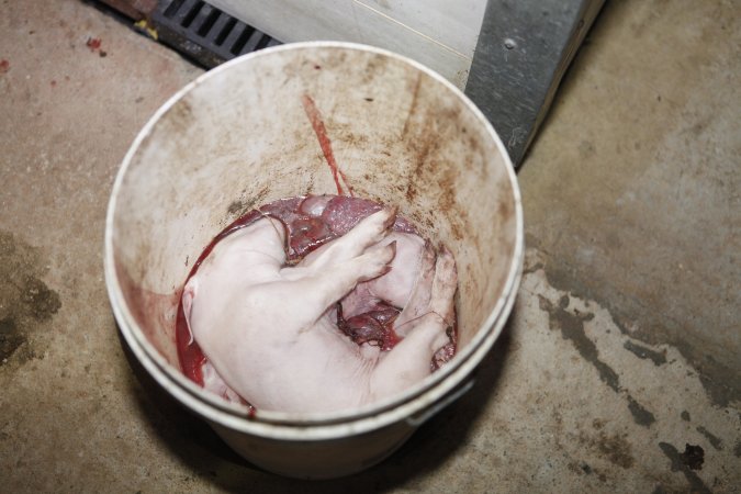 Dead piglets in bucket