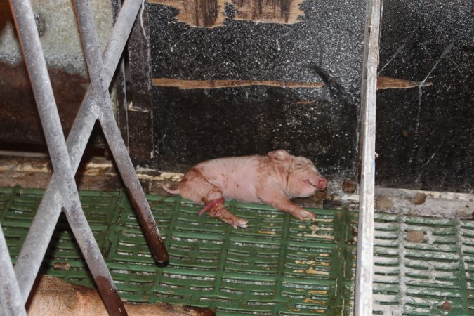 Farrowing crates at Bungowannah Piggery NSW