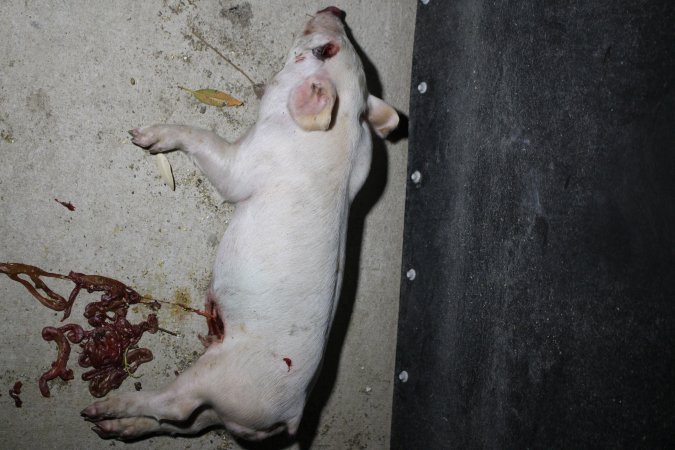 Dead piglet with eye and guts gouged out