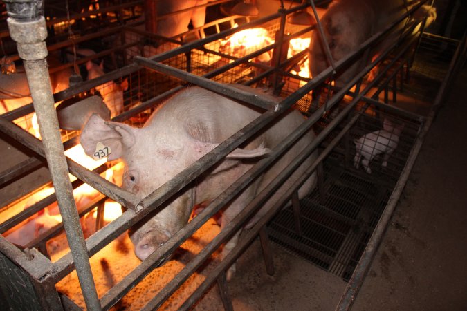 Farrowing crates at Willawa Piggery NSW