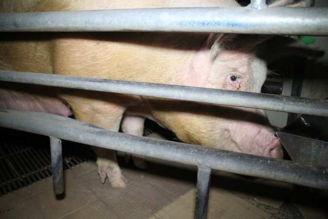 Farrowing crates at Girgarre Piggery VIC