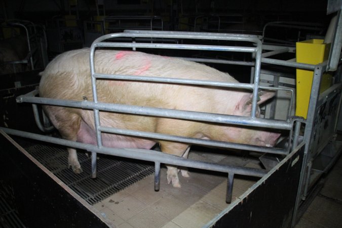 Farrowing crates at Girgarre Piggery VIC