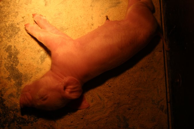 Farrowing crates at Wasleys Piggery SA