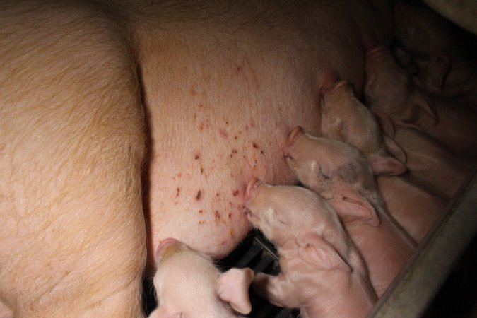 Farrowing crates at Sheaoak Piggery SA