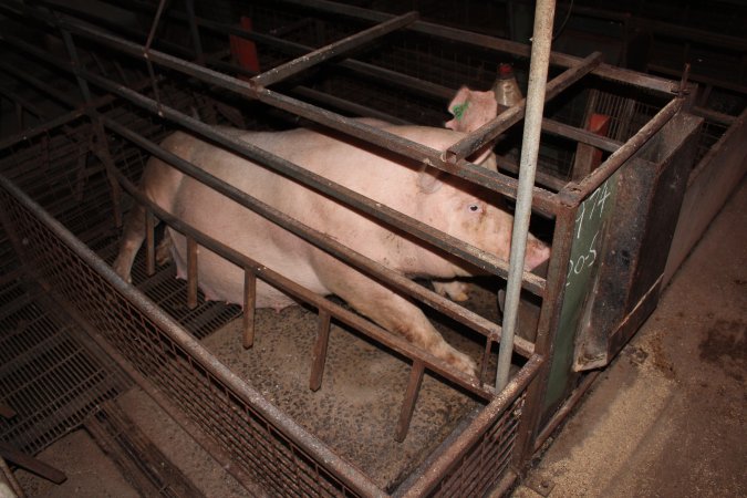 Farrowing crates at Willawa Piggery NSW