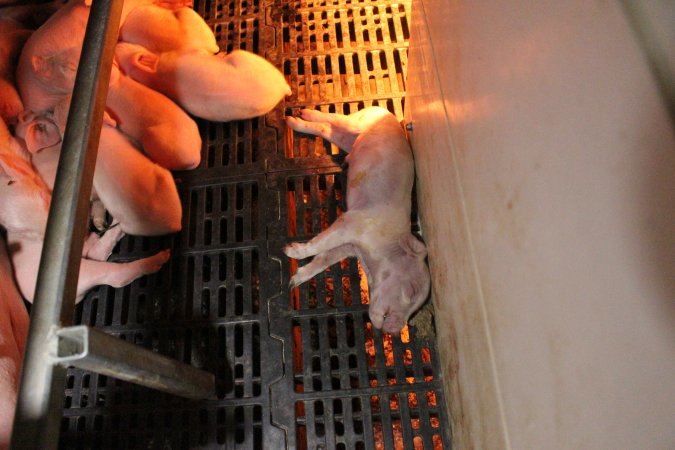 Farrowing crates at Sheaoak Piggery SA