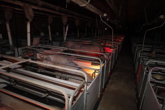 Looking down aisle of farrowing shed