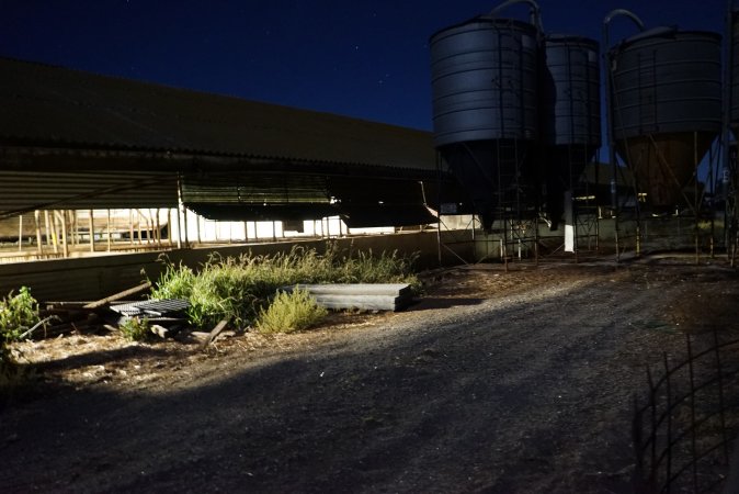 Piggery sheds outside at night