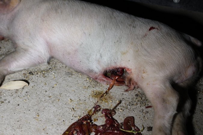 Dead piglet with eye and guts gouged out