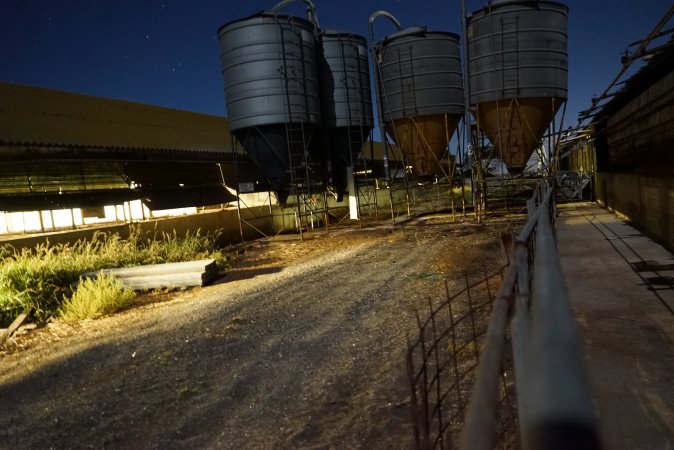 Piggery sheds outside at night