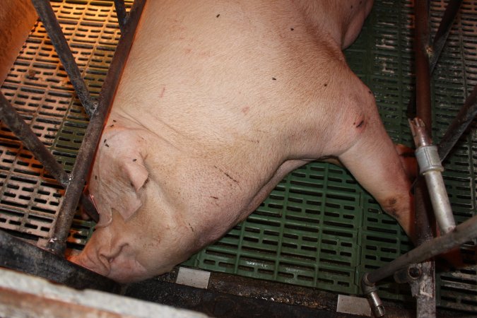 Farrowing crates at Bungowannah Piggery NSW