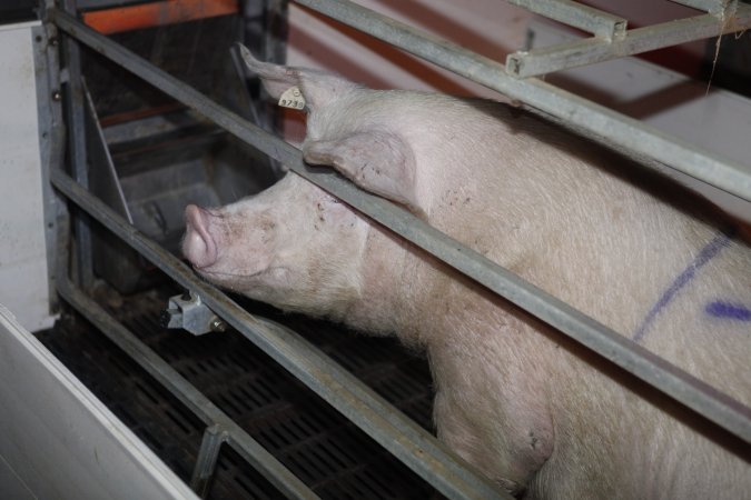 Farrowing crates at Mindarra Piggery WA