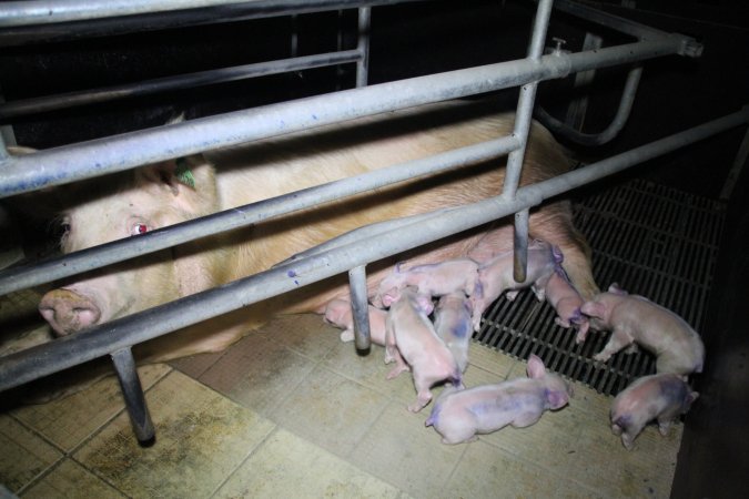 Farrowing crates at Girgarre Piggery VIC