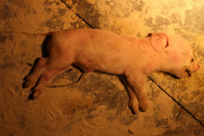 Farrowing crates at Wasleys Piggery SA