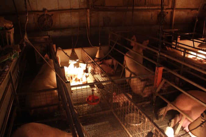 Farrowing crates at Willawa Piggery NSW