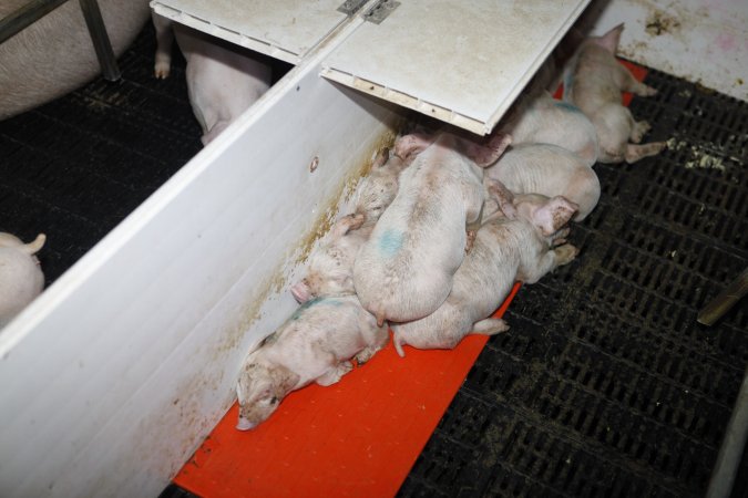 Farrowing crates at Mindarra Piggery WA