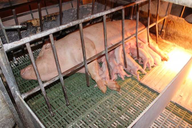 Farrowing crates at Bungowannah Piggery NSW