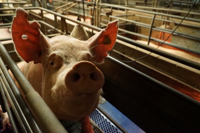 Farrowing crates at Yelmah Piggery SA