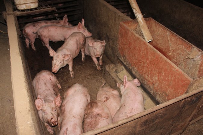 Grower pigs at Willawa Piggery NSW