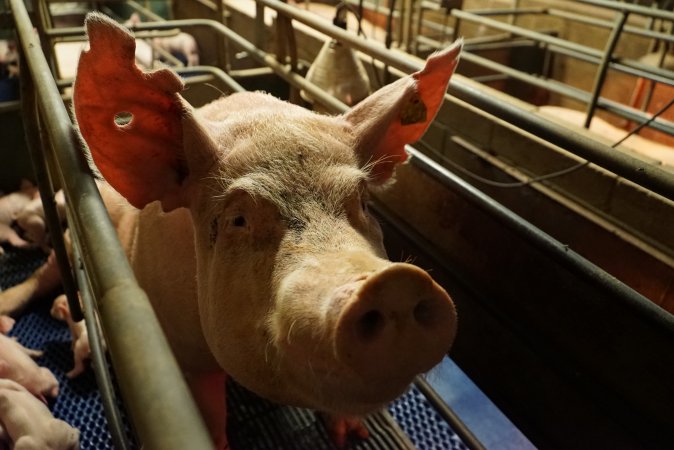 Farrowing crates at Yelmah Piggery SA