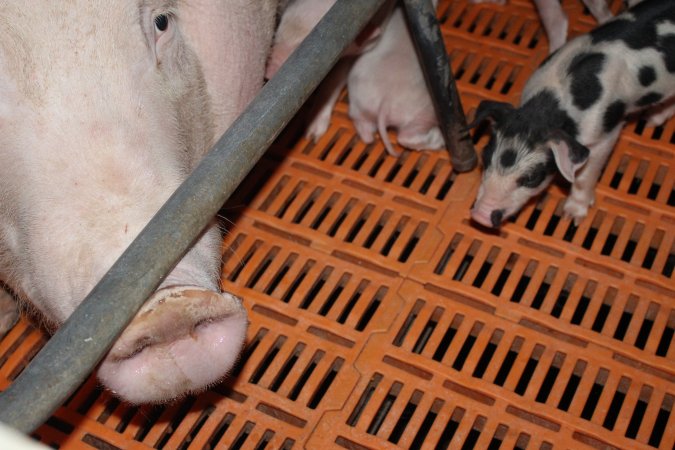 Farrowing crates at Wasleys Piggery SA