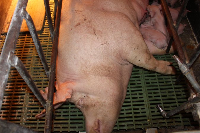 Farrowing crates at Bungowannah Piggery NSW