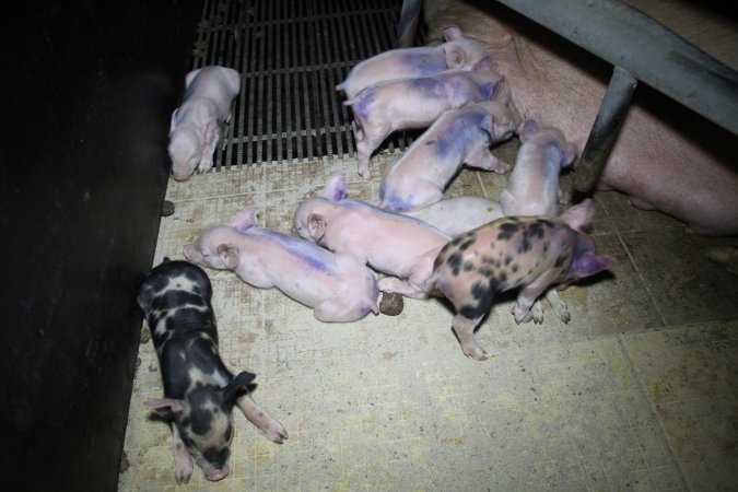 Farrowing crates at Girgarre Piggery VIC