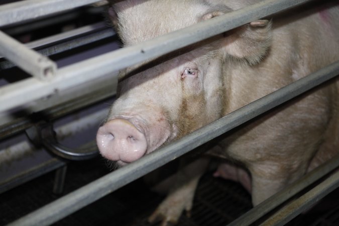 Farrowing crates at Mindarra Piggery WA